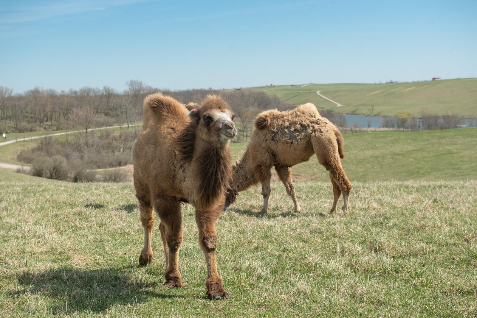 Bactrian Camel The Wilds Bactrian Camel The Wilds